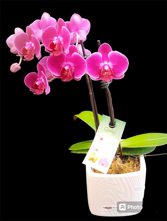 Orchid Plant