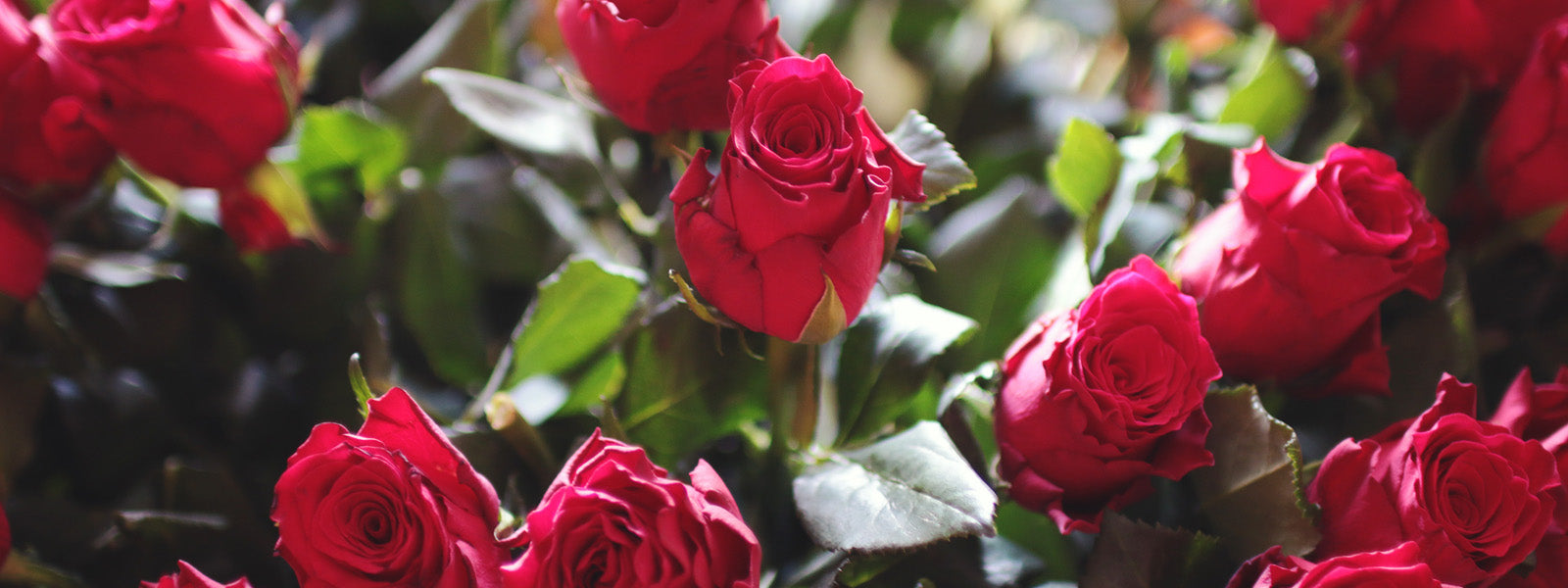 Adelaide Florist Flower Delivery Adelaide Flower Shop Adelaide